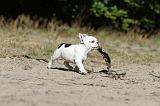 BOULEDOGUE FRANCAIS 165